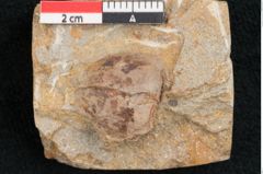 Foto (Detailansicht) von Fagus pyrrhae Unger (NHMW-GEO-2024-0188-11475)